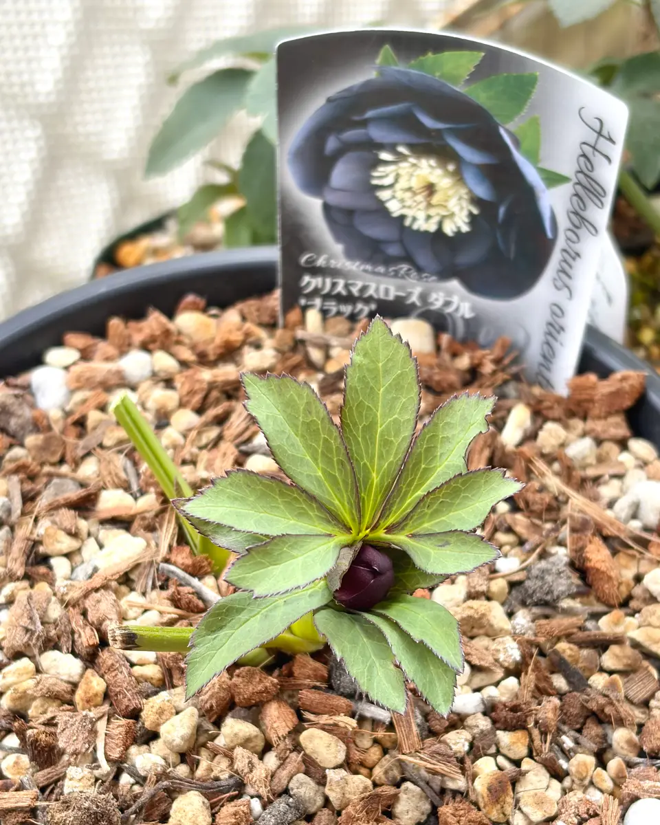 ガーデニング初心者がクリスマスローズを苗から育ててみた｜そだレポ