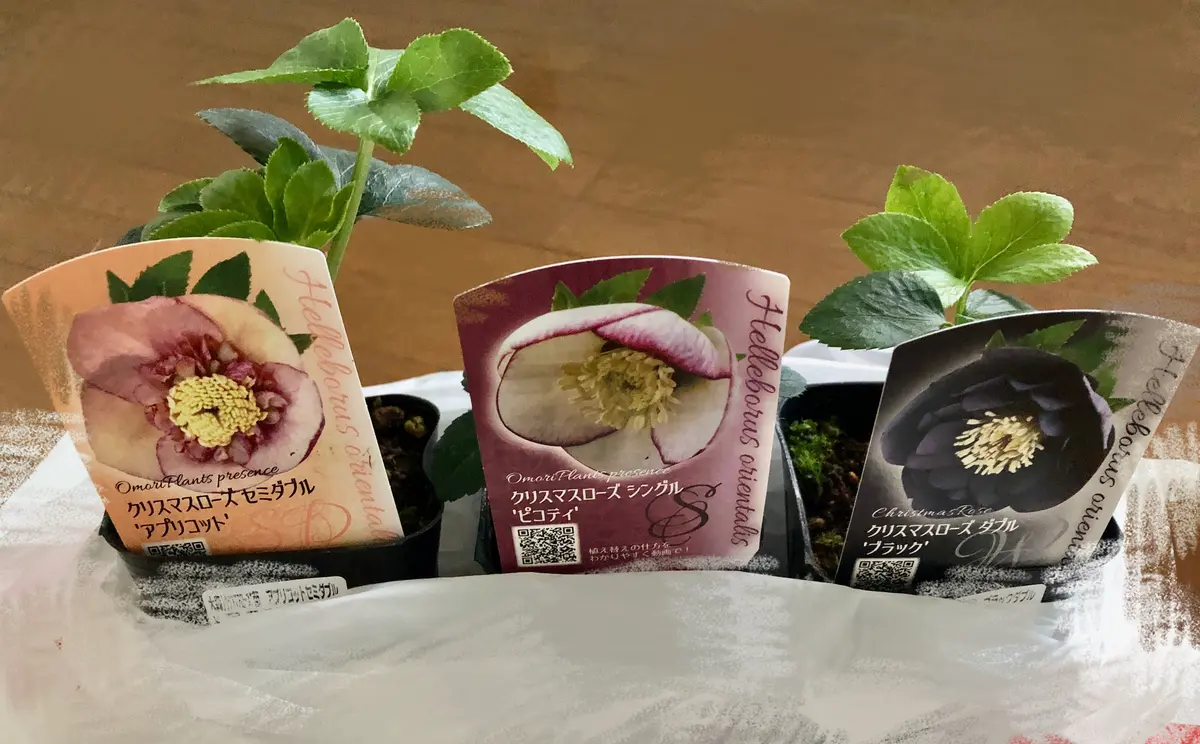 ガーデニング初心者がクリスマスローズを苗から育ててみた｜そだレポ
