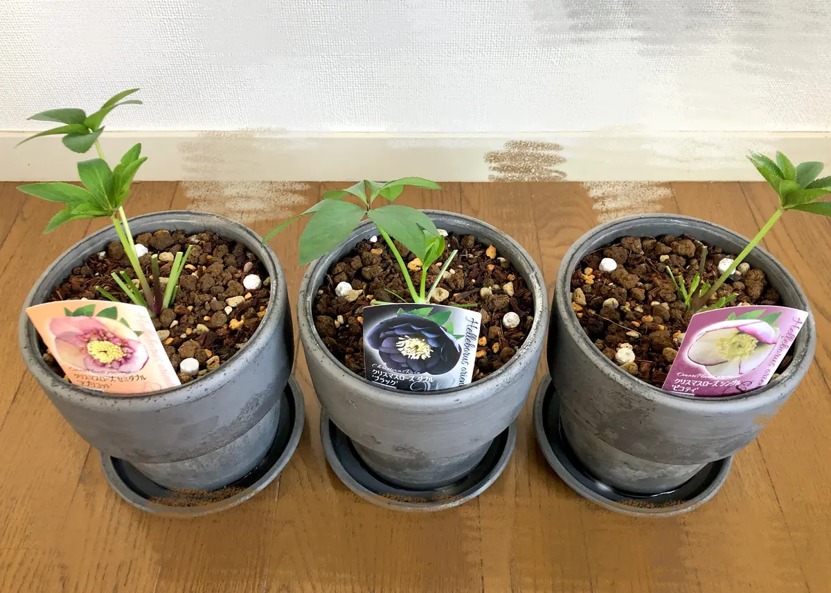 ガーデニング初心者がクリスマスローズを苗から育ててみた｜そだレポ