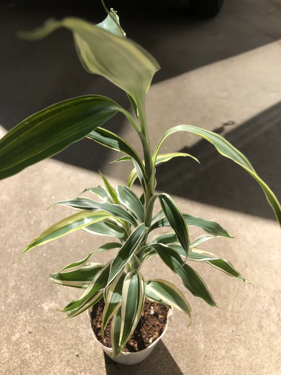 初めての観葉植物にチャレンジ！幸福の木！｜そだレポ（栽培レポート
