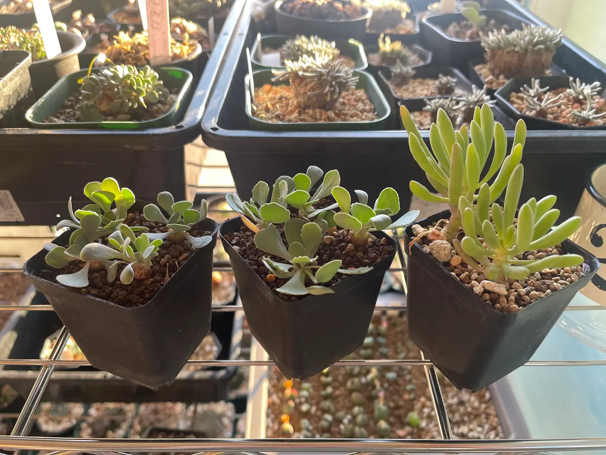 オトンナ3種類を低温湿潤管理にて発芽させる｜そだレポ（栽培