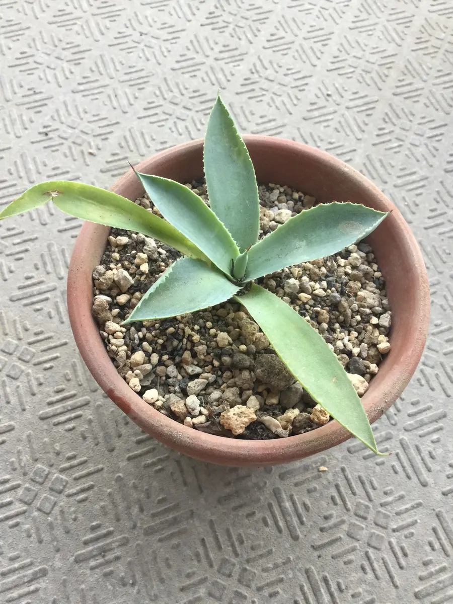 アガベ その2。(元株をカットした先の方を植えたもの)｜そだレポ