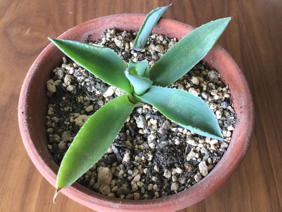 アガベ その2。(元株をカットした先の方を植えたもの)｜そだレポ
