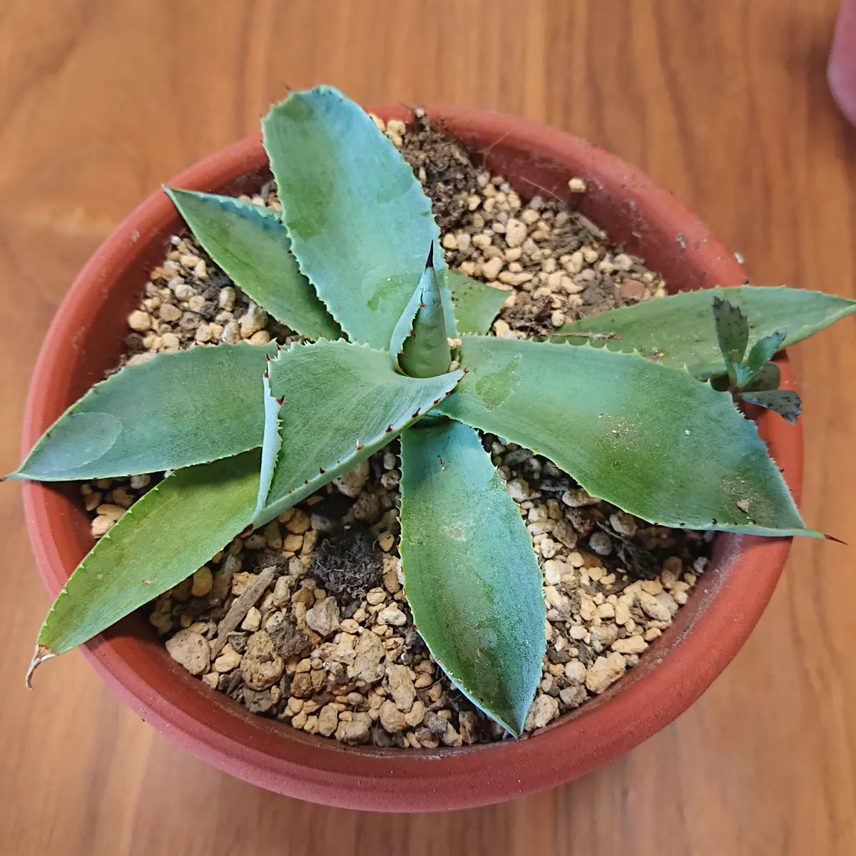 アガベ その2。(元株をカットした先の方を植えたもの)｜そだレポ