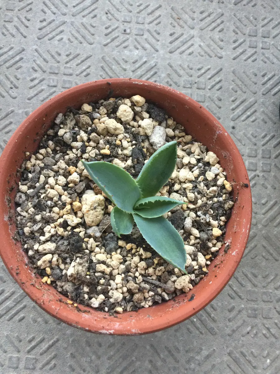 アガベ その3(先をカットしたら、葉のあいだから出てきた子株)｜そだ