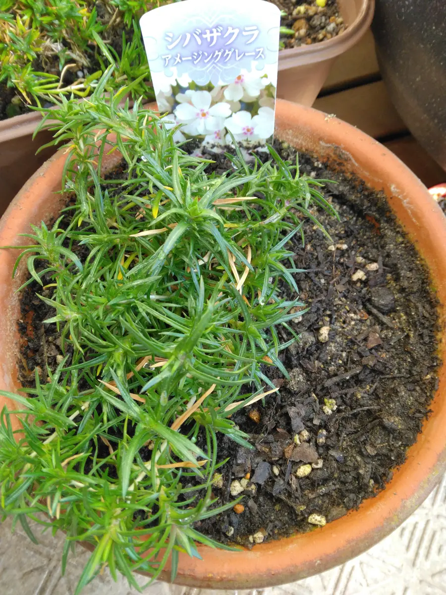 ヒメイワダレソウ　白色　140鉢　7.5cmポット ヒメイワダレソウ 白色 140鉢 7.5cmポット