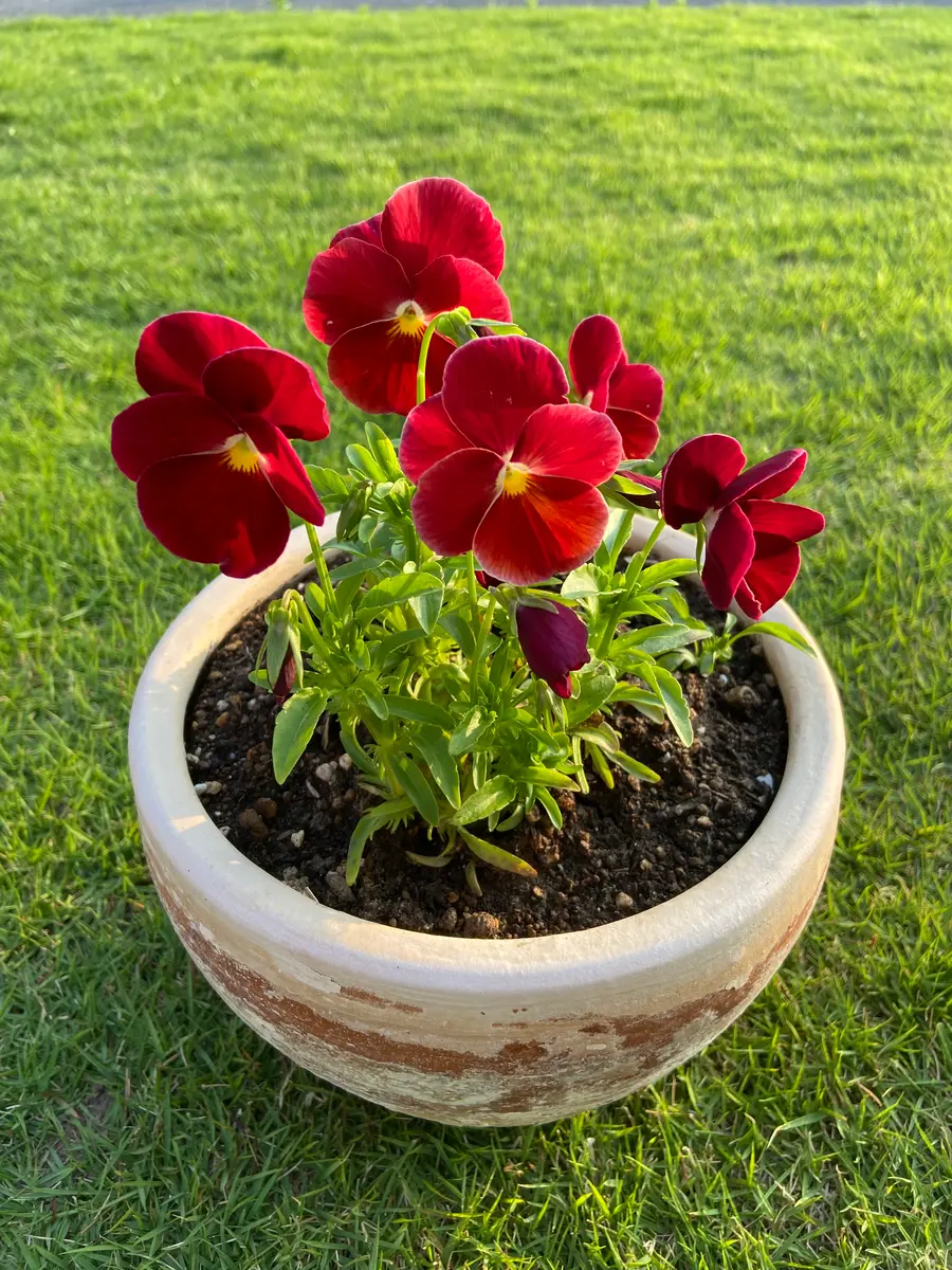 青森県 夏越し後のアントワネットと赤パンジー｜そだレポ（栽培