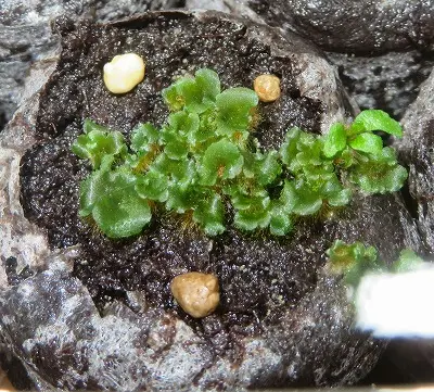 胞子からのビカクシダ・・・｜そだレポ（栽培レポート）byryomini