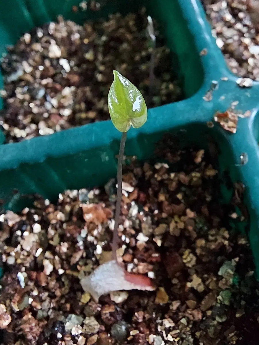 実生アフリカ亀甲竜｜そだレポ（栽培レポート）byさいぞう｜みんなの