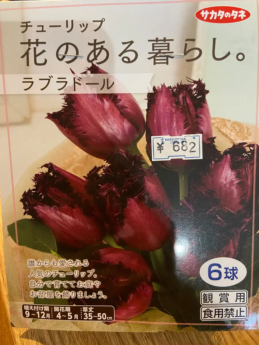 青森県 ギザギザチューリップ 鉢植え｜そだレポ（栽培レポート
