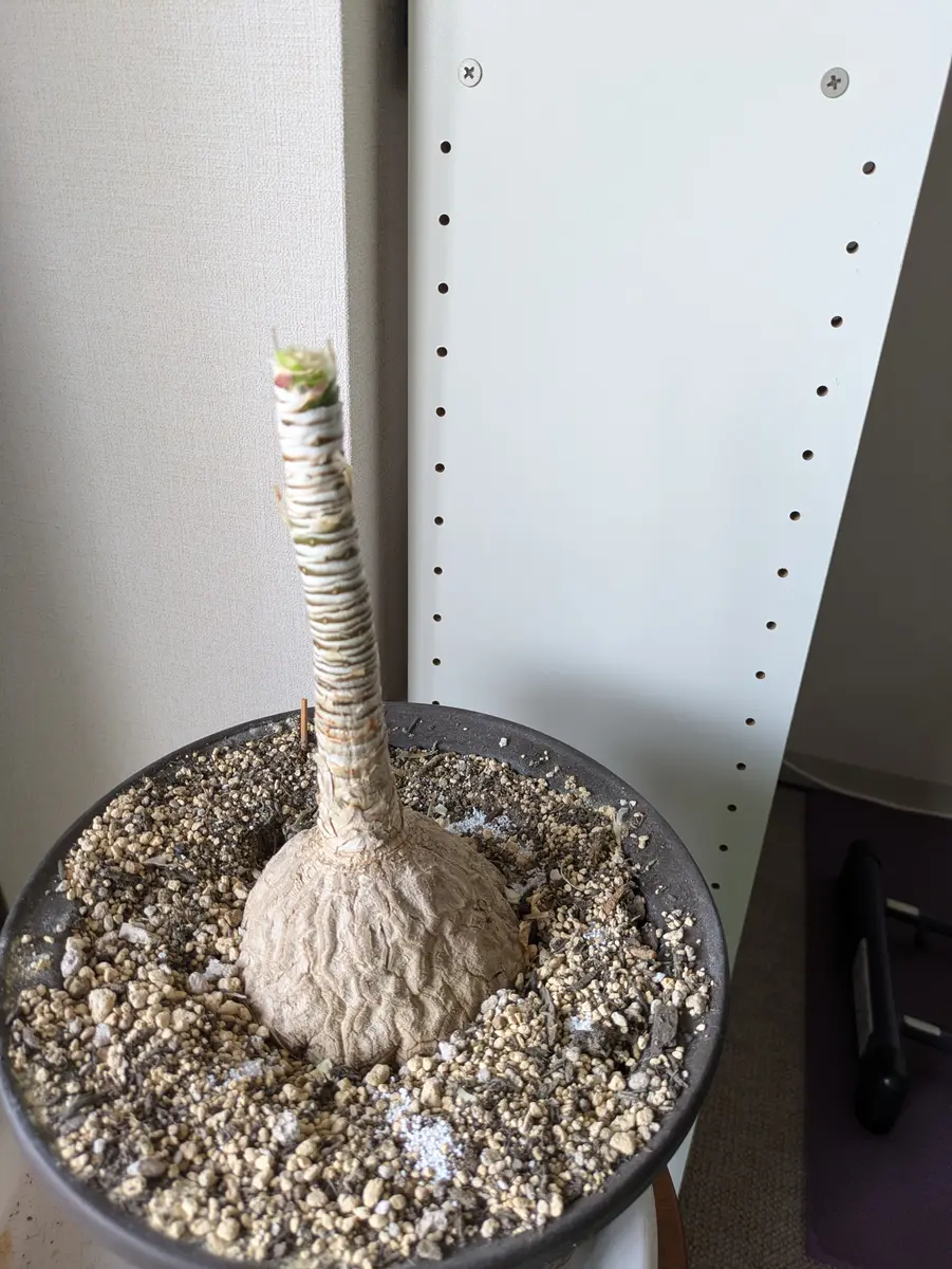 トックリランを室内栽培する②｜そだレポ（栽培レポート）byはーとねこ