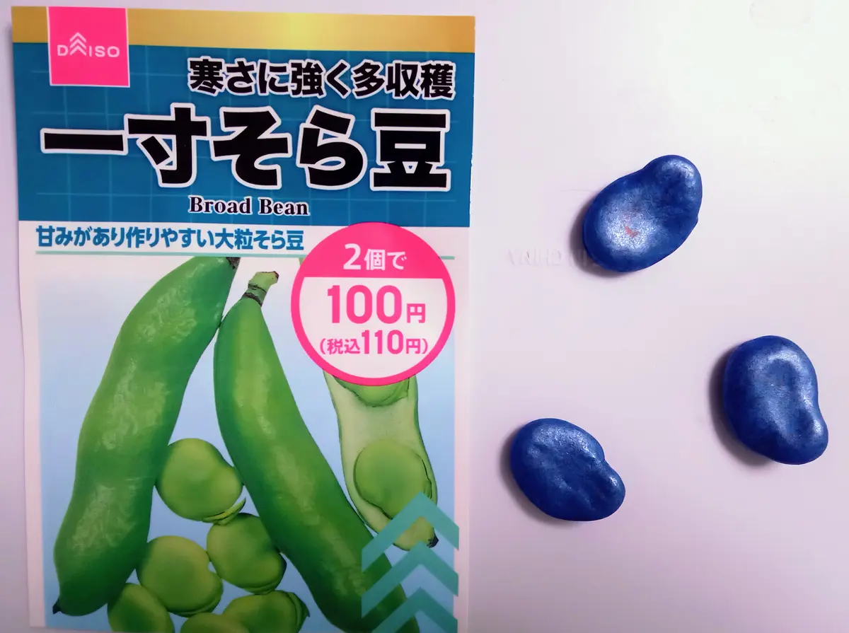 100均の種】一寸そら豆｜そだレポ（栽培レポート）by✽ものぐさ太郎