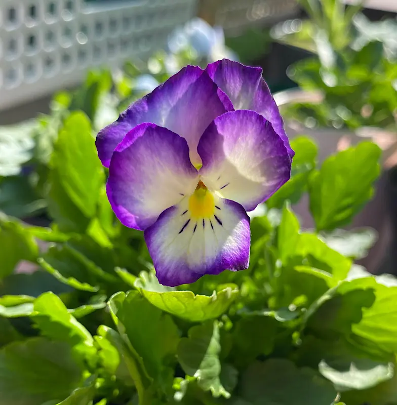 お値下げ❗️陶器製花鉢 紫と白の花