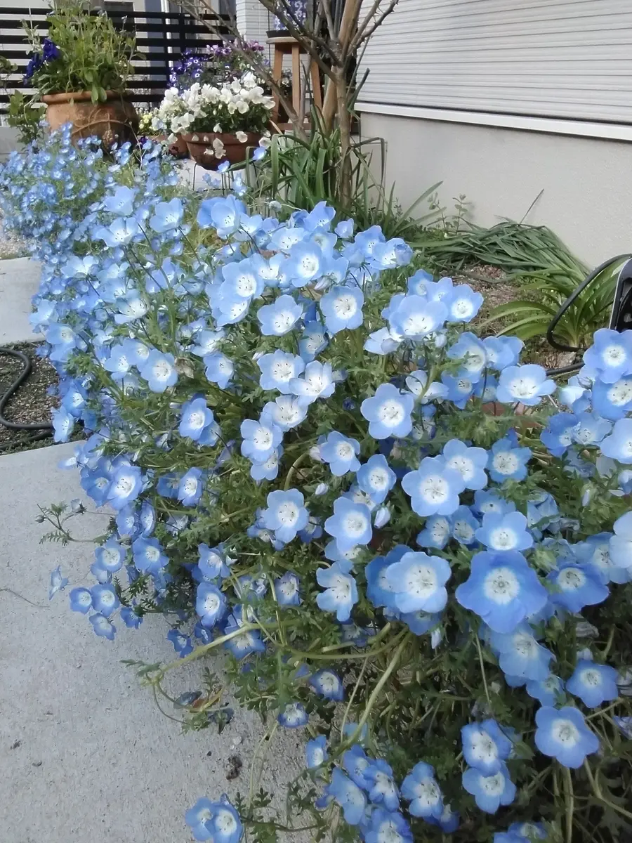 徒長しても綺麗に咲かせたいネモフィラインシグニスブルー｜そだレポ