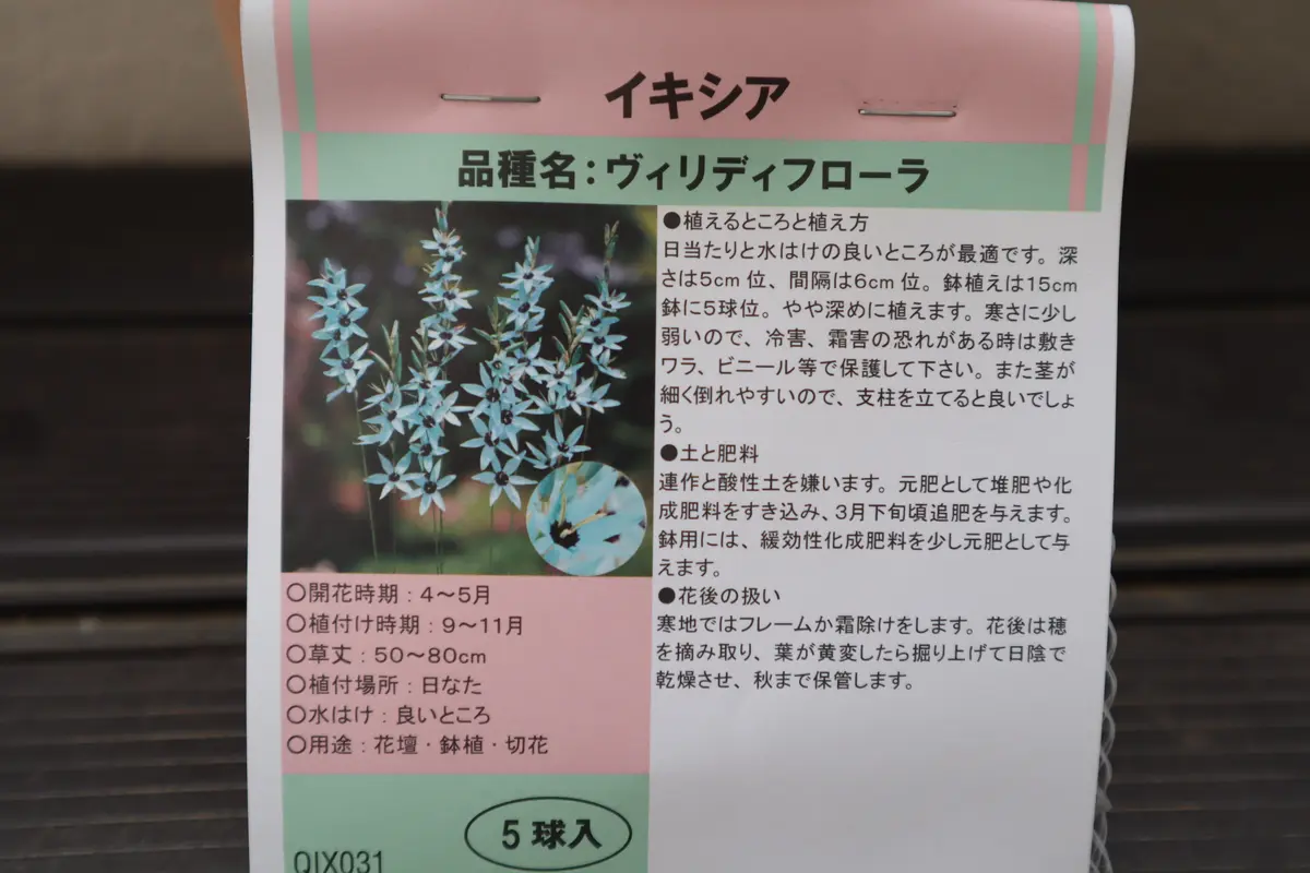 瑠璃色のイキシア・ヴィリディフローラを球根から初めて育てます。｜そ