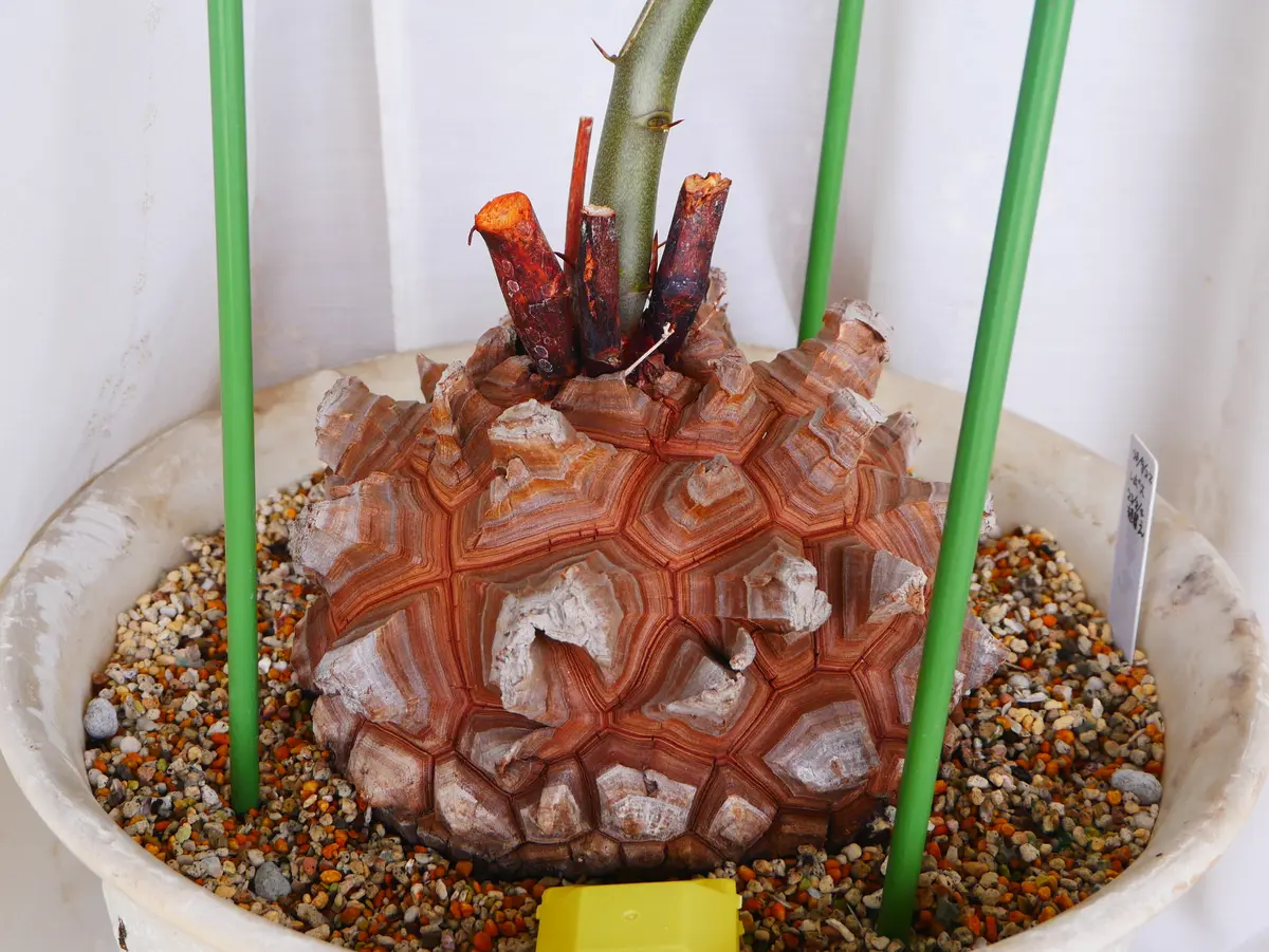 最終値下げ！微発根確認済みベアルート亀甲竜特大