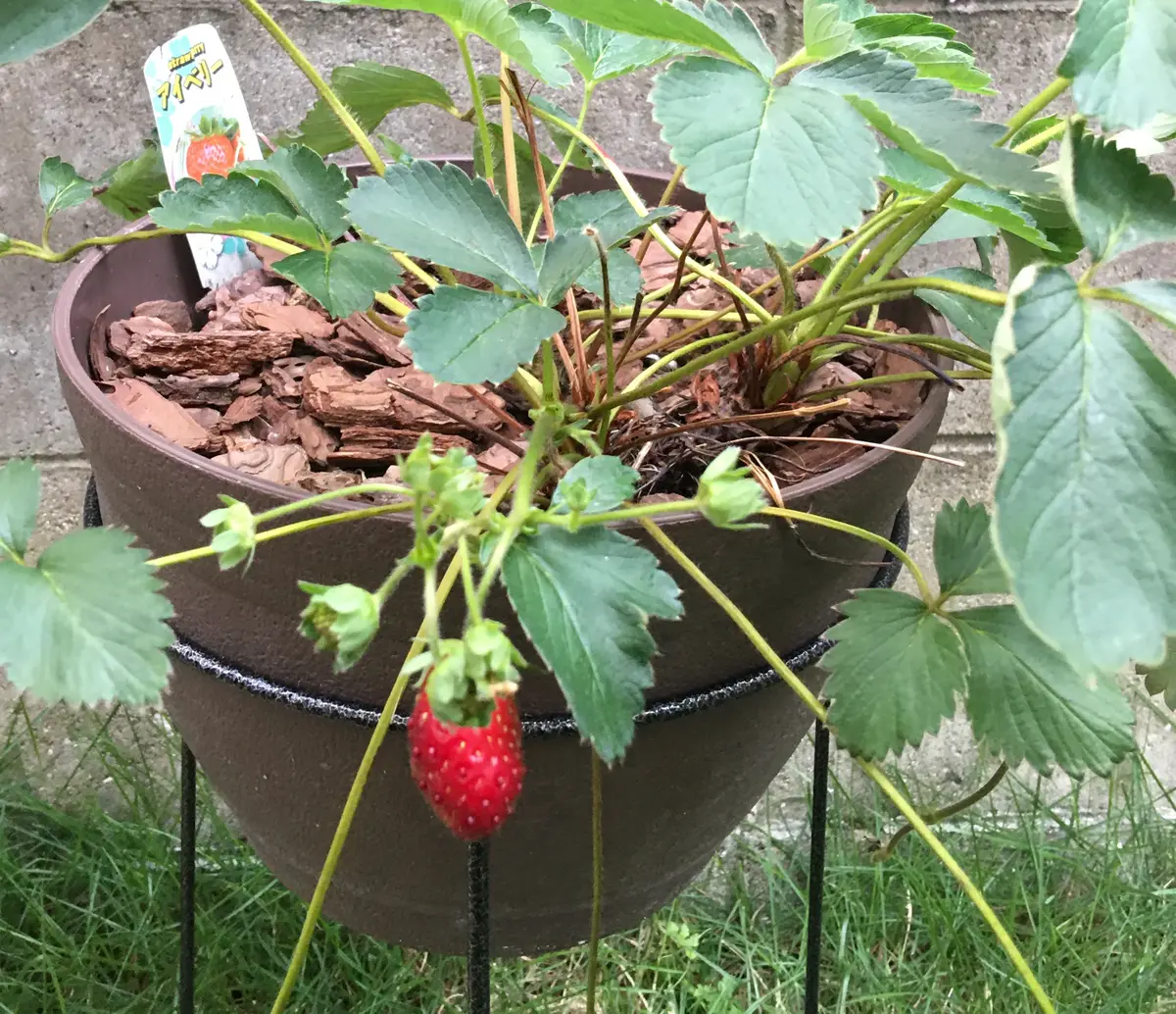 イチゴ苗 アイベリー　50株 ichigo_erasum05.jpg