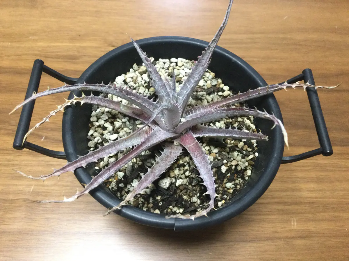 子株付 DBディッキア Dyckia Bill Baker hyb #134 ⑵ DBディッキア Dyckia Bill Baker hybrid #237 ⑴ 子株付 DBディッキア