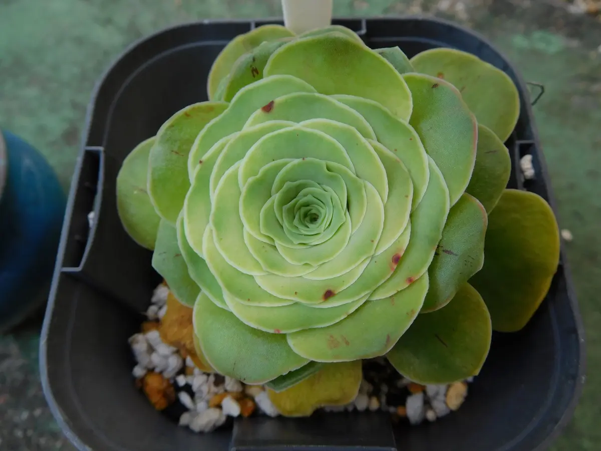 アエオニウム グリーノビア 卵ローズ 多肉植物