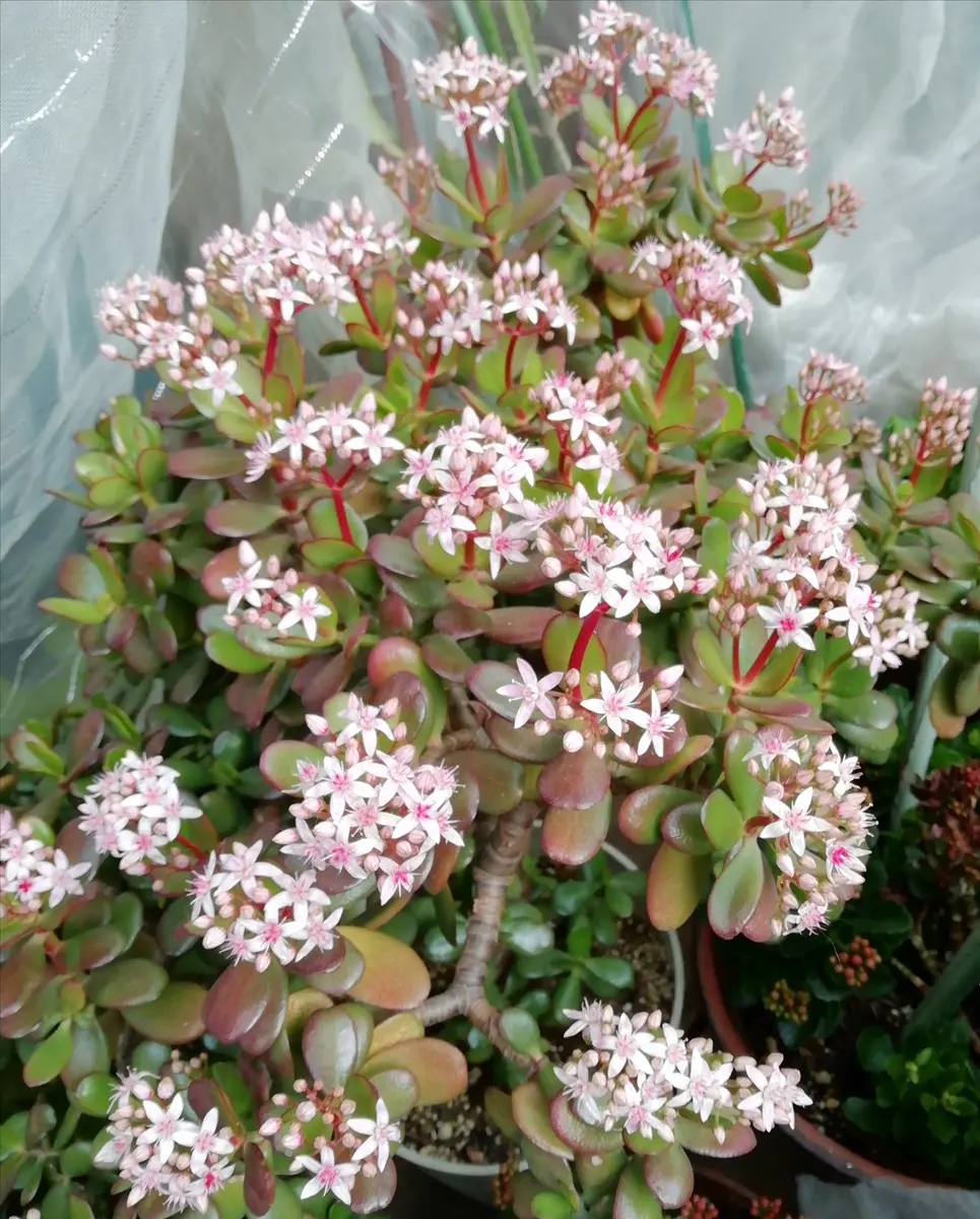 金のなる木の花が咲いた(2) 2023年度編｜そだレポ（栽培レポート）by