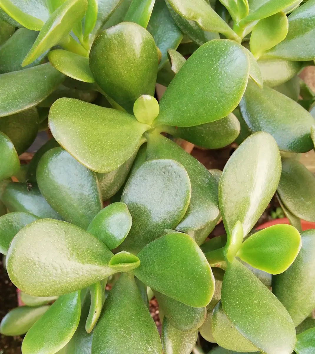 金のなる木の花が咲いた(2) 2023年度編｜そだレポ（栽培レポート）by