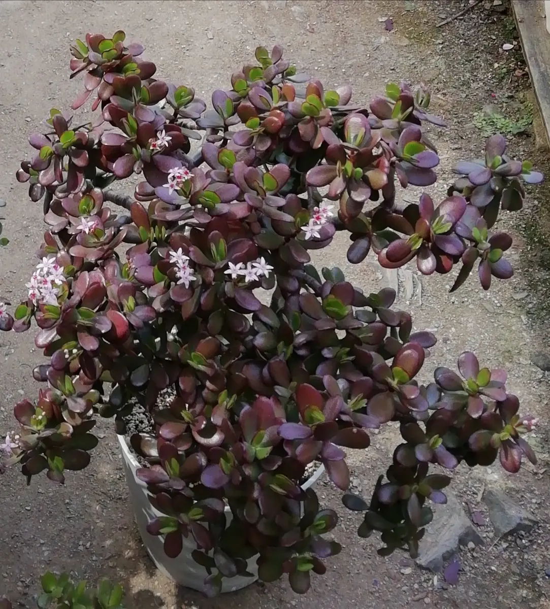 金のなる木の花が咲いた(2) 2023年度編｜そだレポ（栽培レポート）by