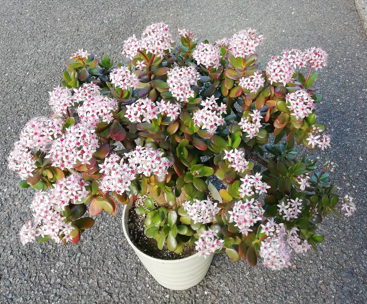 金のなる木の花が咲いた(2) 2023年度編｜そだレポ（栽培レポート）by