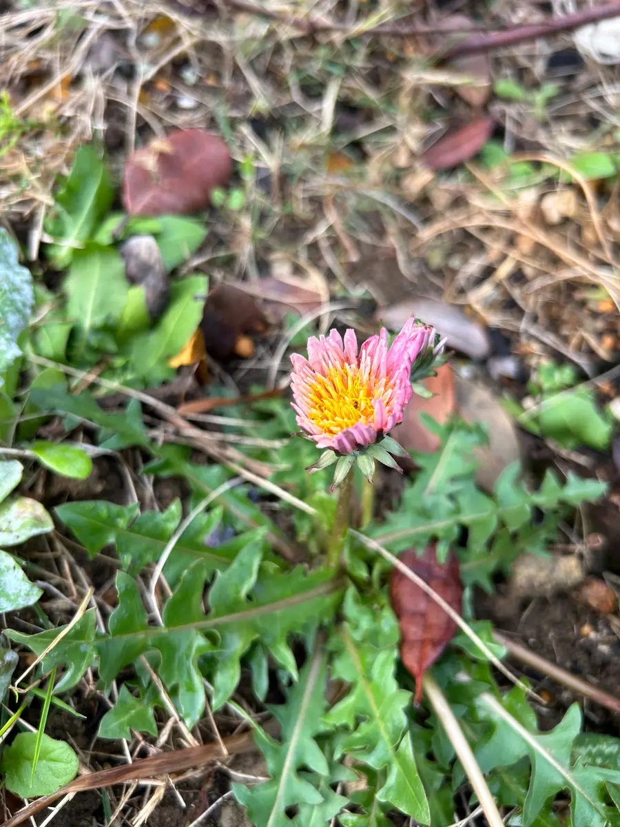 タンポポを庭いっぱいに｜そだレポ（栽培レポート）byまころん@亀餌