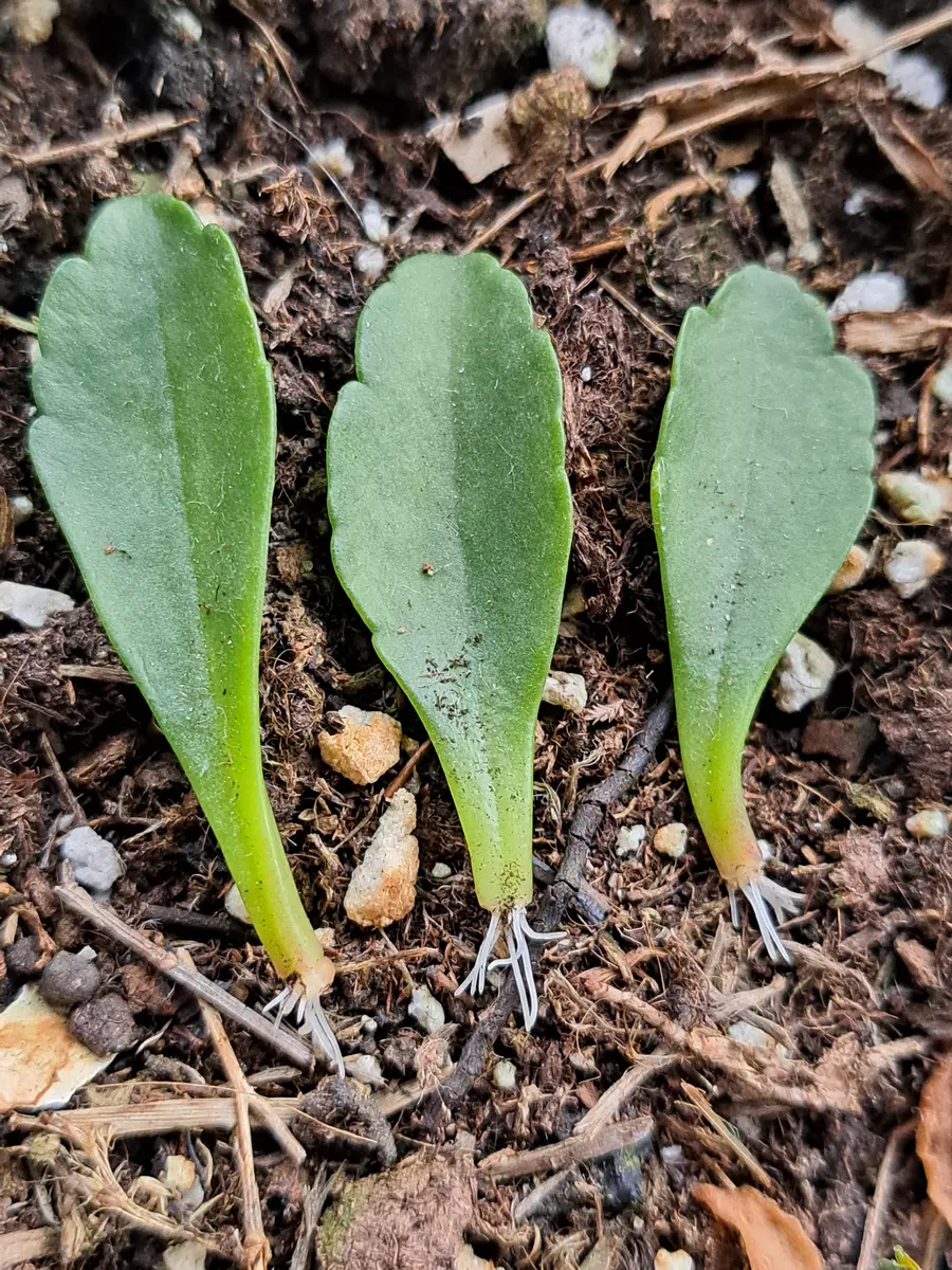 葉から育ててみよう｜そだレポ（栽培レポート）byかるだもん｜みんなの