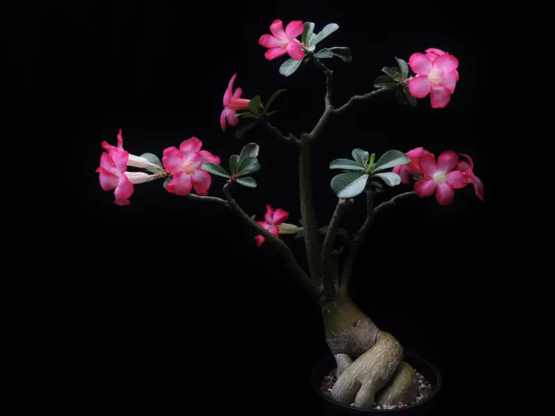 砂漠の薔薇 植物 実生 大株 アデニウム・ソコトラナム 砂漠の薔薇