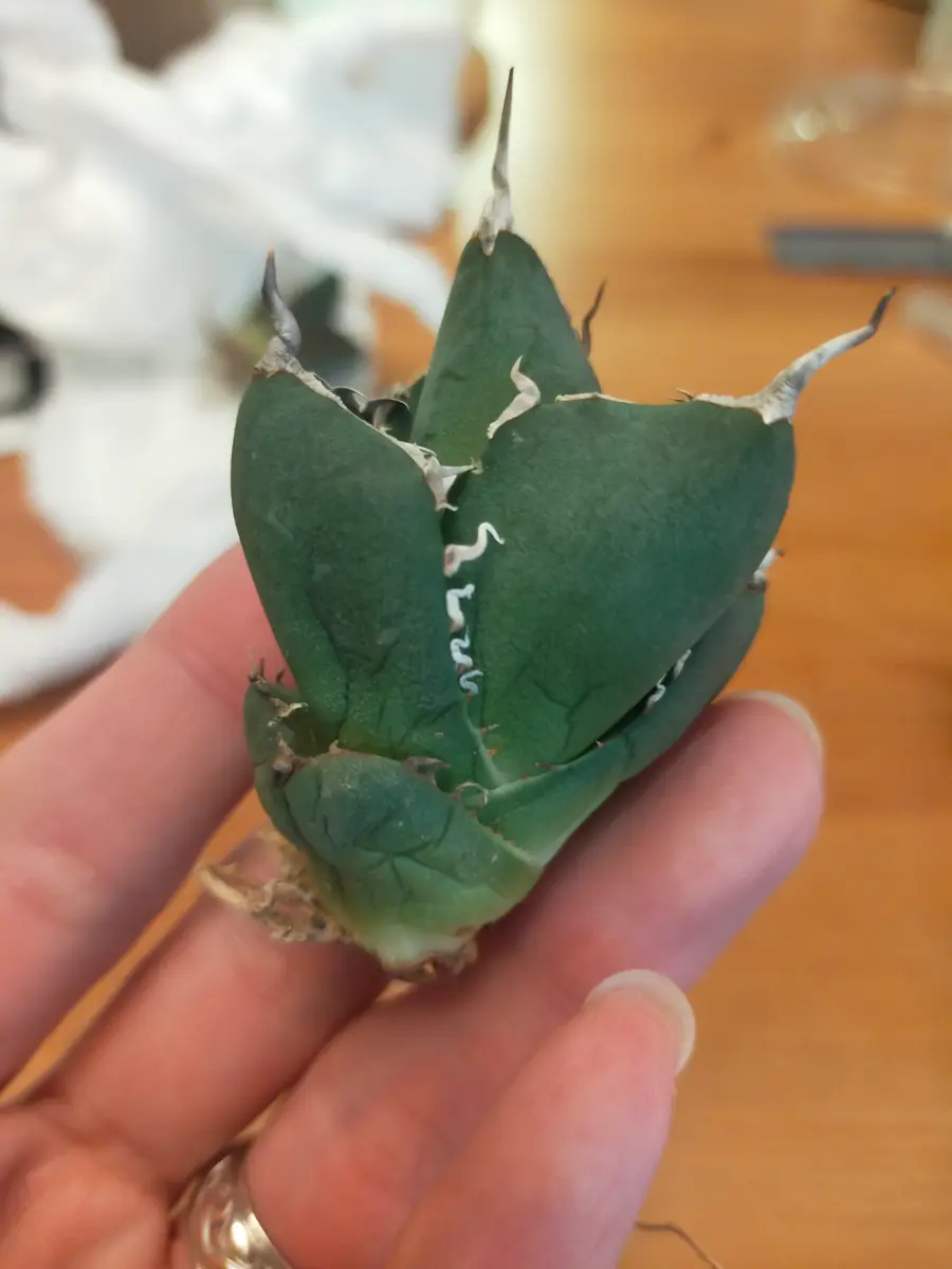 SADの成長記録｜そだレポ（栽培レポート）byホヤカーリー｜みんなの