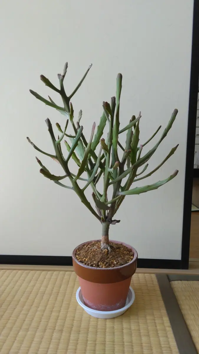 レポ終了】ステノクラーダ(銀角珊瑚)実生#2｜そだレポ（栽培レポート