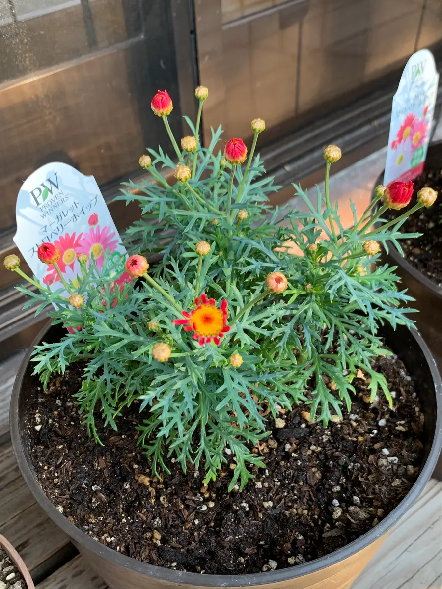 ストロベリーホイップ再挑戦！｜そだレポ（栽培レポート）bysnowflake