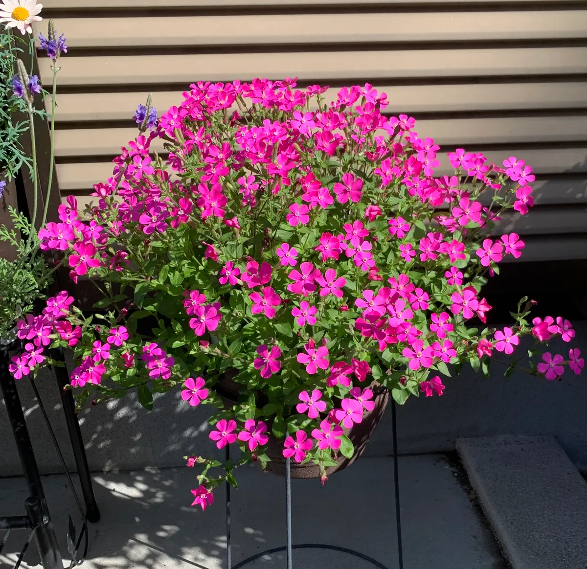 シレネピンクパンサー 3回目の種蒔き挑戦！【2023年〜2024年】｜そだ