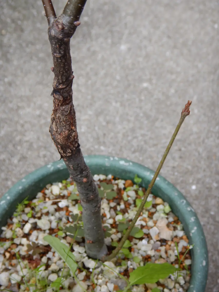 どんぐりの木の植え替え（ノーザンピンオーク）｜そだレポ（栽培