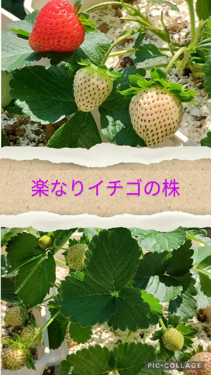 9種類の🍓のそだレポ｜そだレポ（栽培レポート）byマニフィーク