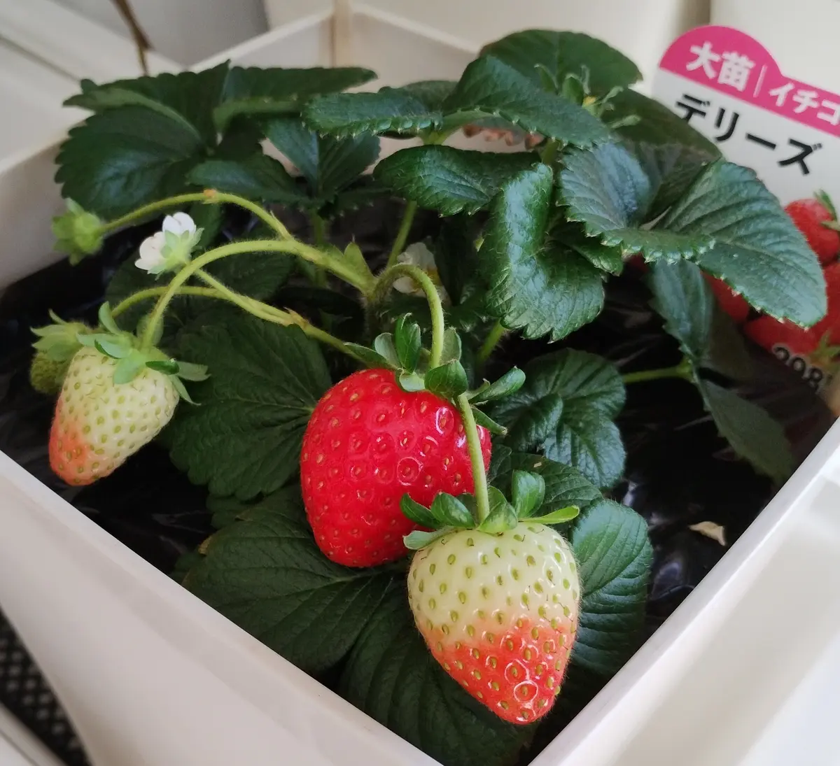 いちご苗ビックハニー３寸70個セット　専用出品！ いちご苗ビックハニー3寸70個セット 専用出品！ いちご苗ビックハニー3