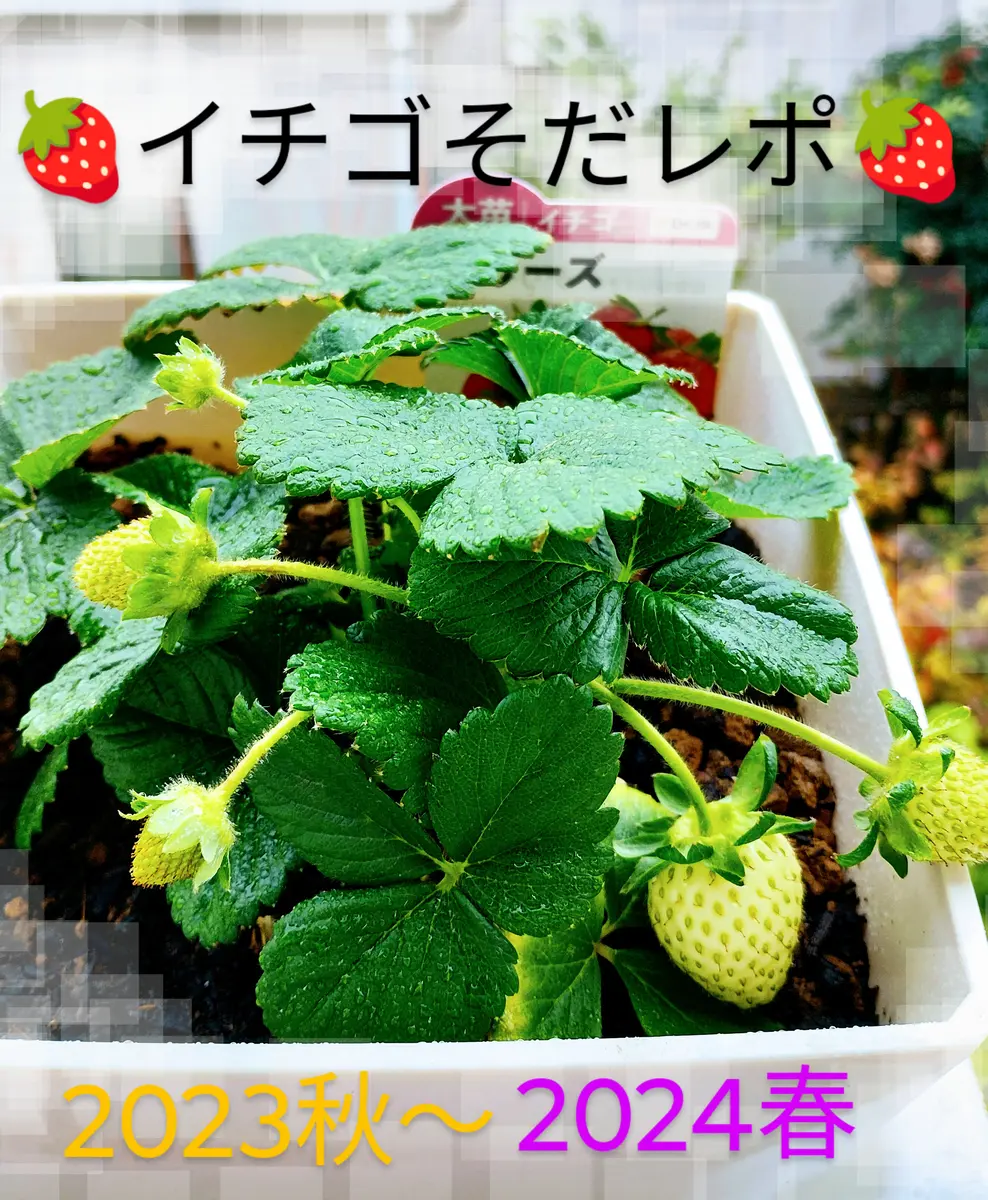 9種類の🍓のそだレポ｜そだレポ（栽培レポート）byマニフィーク