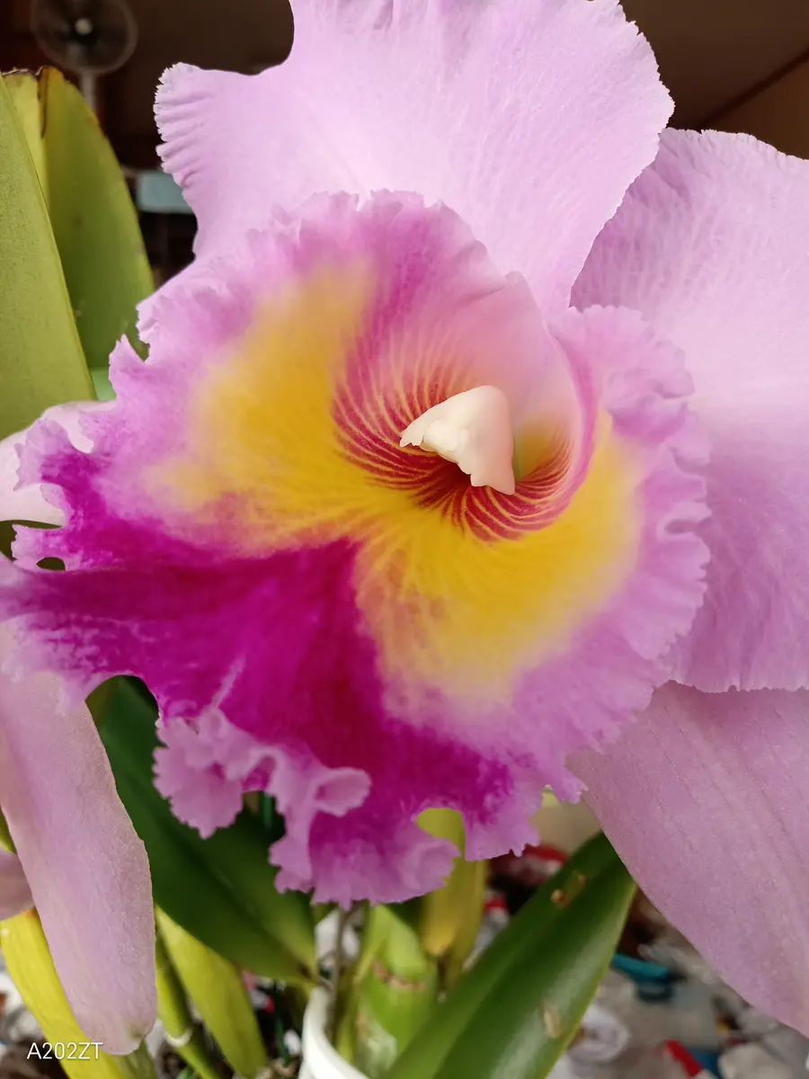 カトレア(1)｜そだレポ（栽培レポート）bykatorea111｜みんなの趣味の園芸