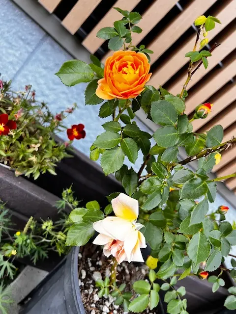 ずぼらな人が育てる4つ目の薔薇、ラ ドルチェ ヴィータ｜そだレポ