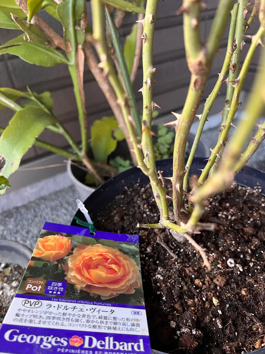 ずぼらな人が育てる4つ目の薔薇、ラ ドルチェ ヴィータ｜そだレポ