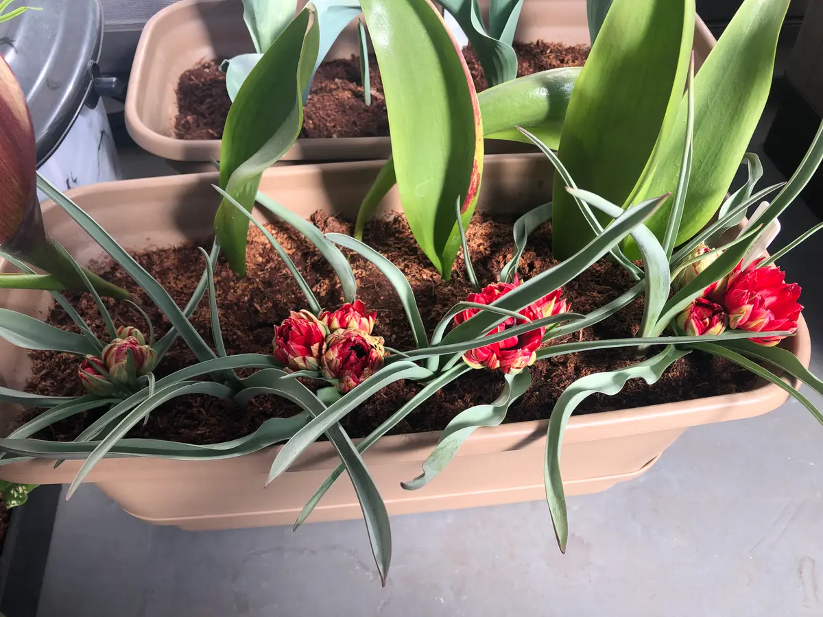 原種系チューリップ｜そだレポ（栽培レポート）bykoke_shida｜みんなの