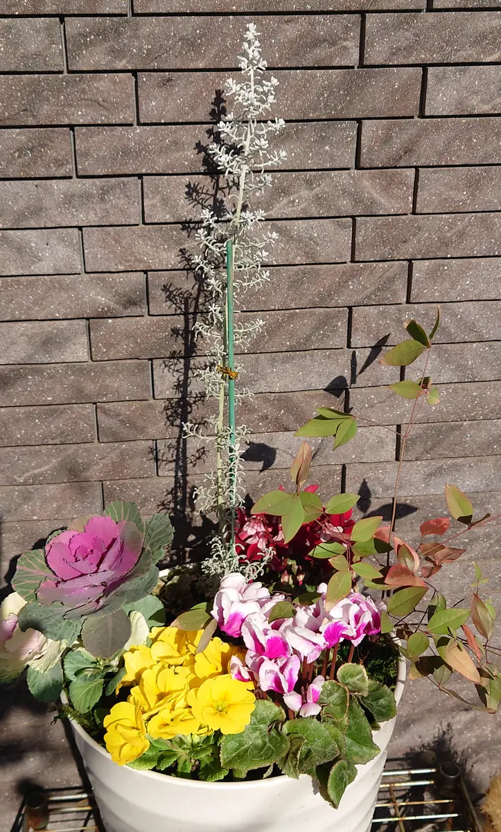 ハボタンとガーデンシクラメンの小さな寄せ植え、寄せ植えその後
