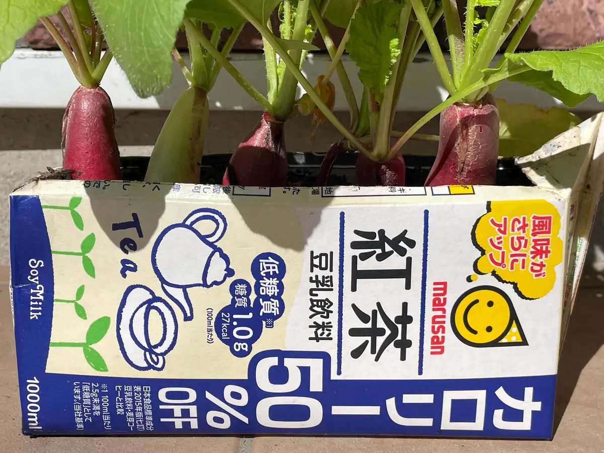 スポーツストア 紅白はつか大根🧃豆乳パック栽培の始まり始まり｜そだレポ（栽培 野菜