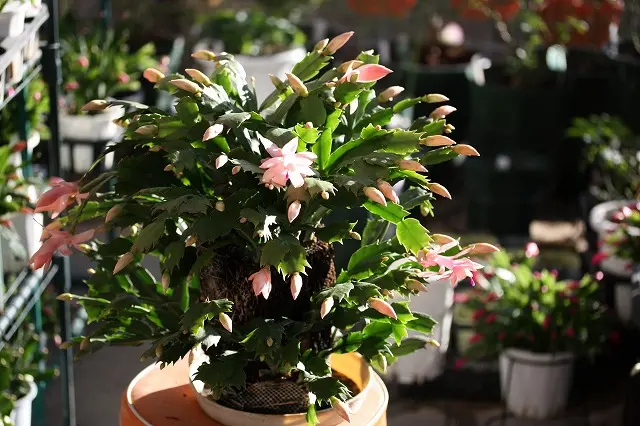 ヘゴ仕立栽培への挑戦｜そだレポ（栽培レポート）byアドちゃん