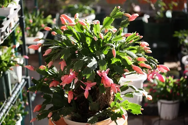 ヘゴ仕立栽培への挑戦｜そだレポ（栽培レポート）byアドちゃん