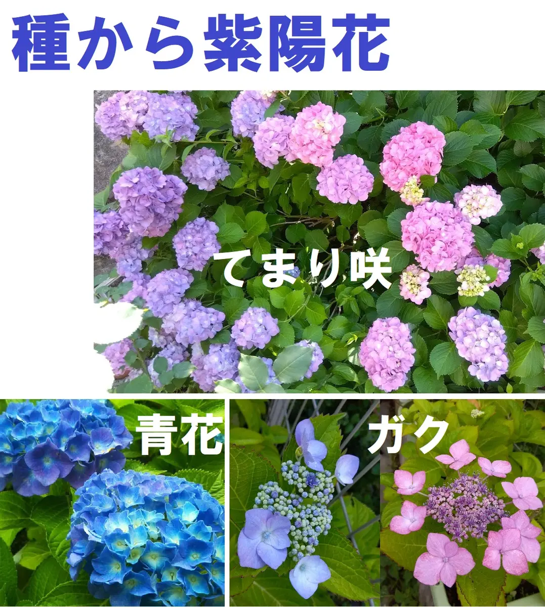 種から紫陽花｜そだレポ（栽培レポート）byなめこふ｜みんなの趣味の園芸