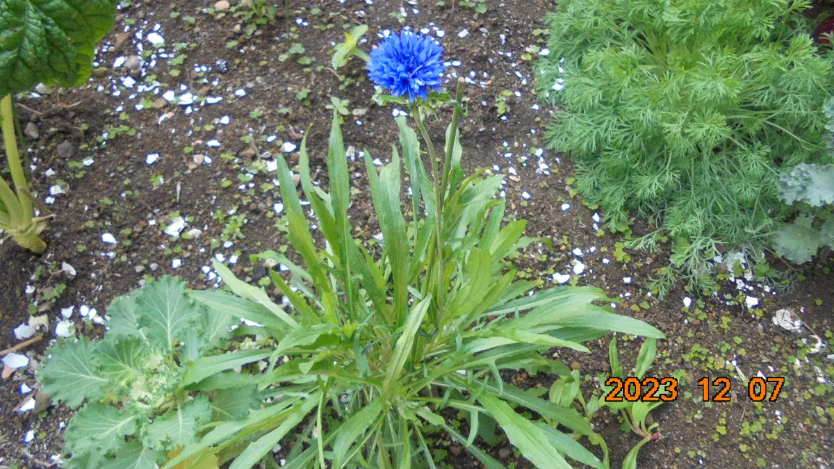 矢車草春蒔き｜そだレポ（栽培レポート）bymiitatoraneko｜みんなの