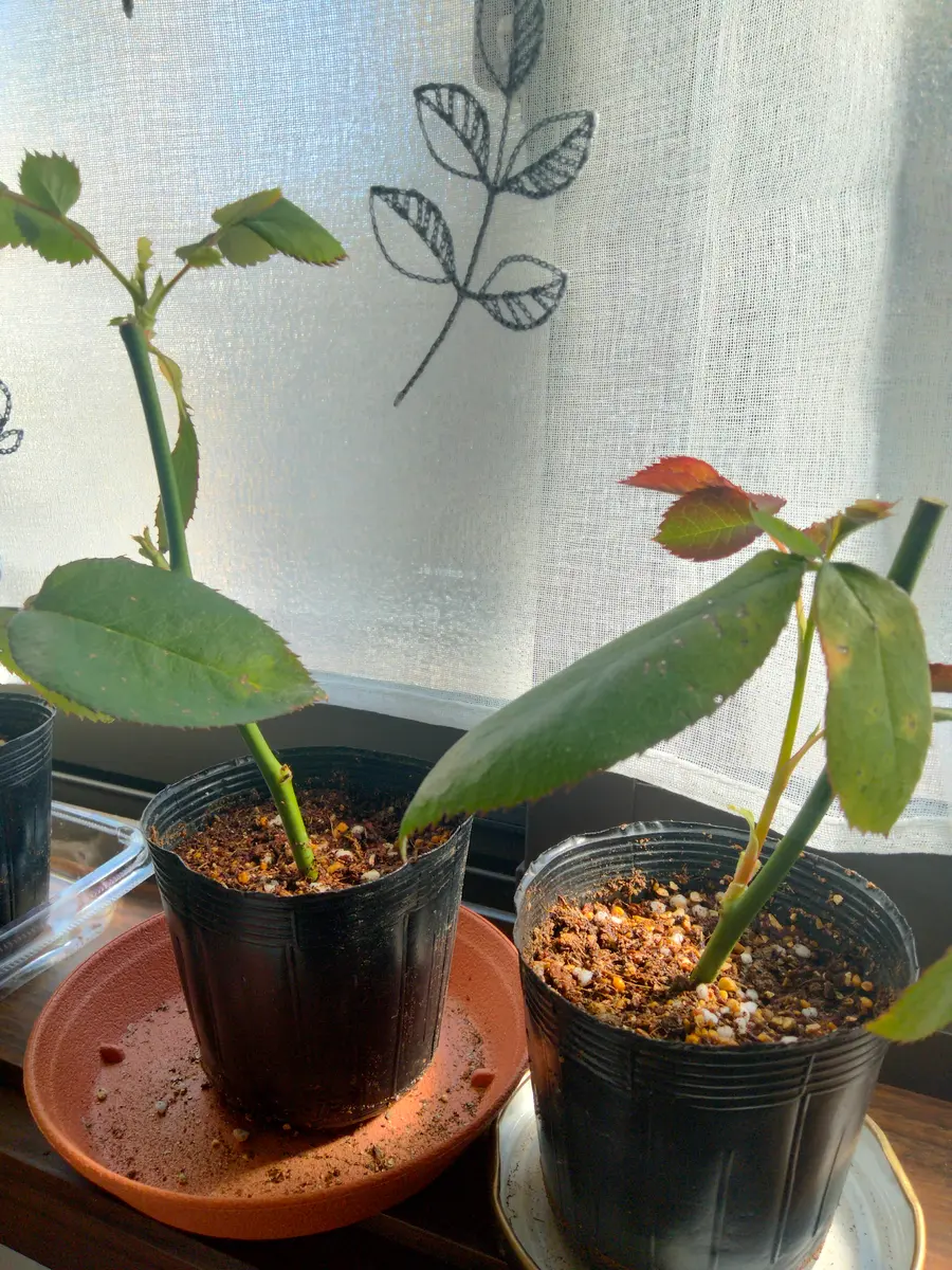 切り花のバラが勝手に発根→鉢植えで開花｜そだレポ（栽培