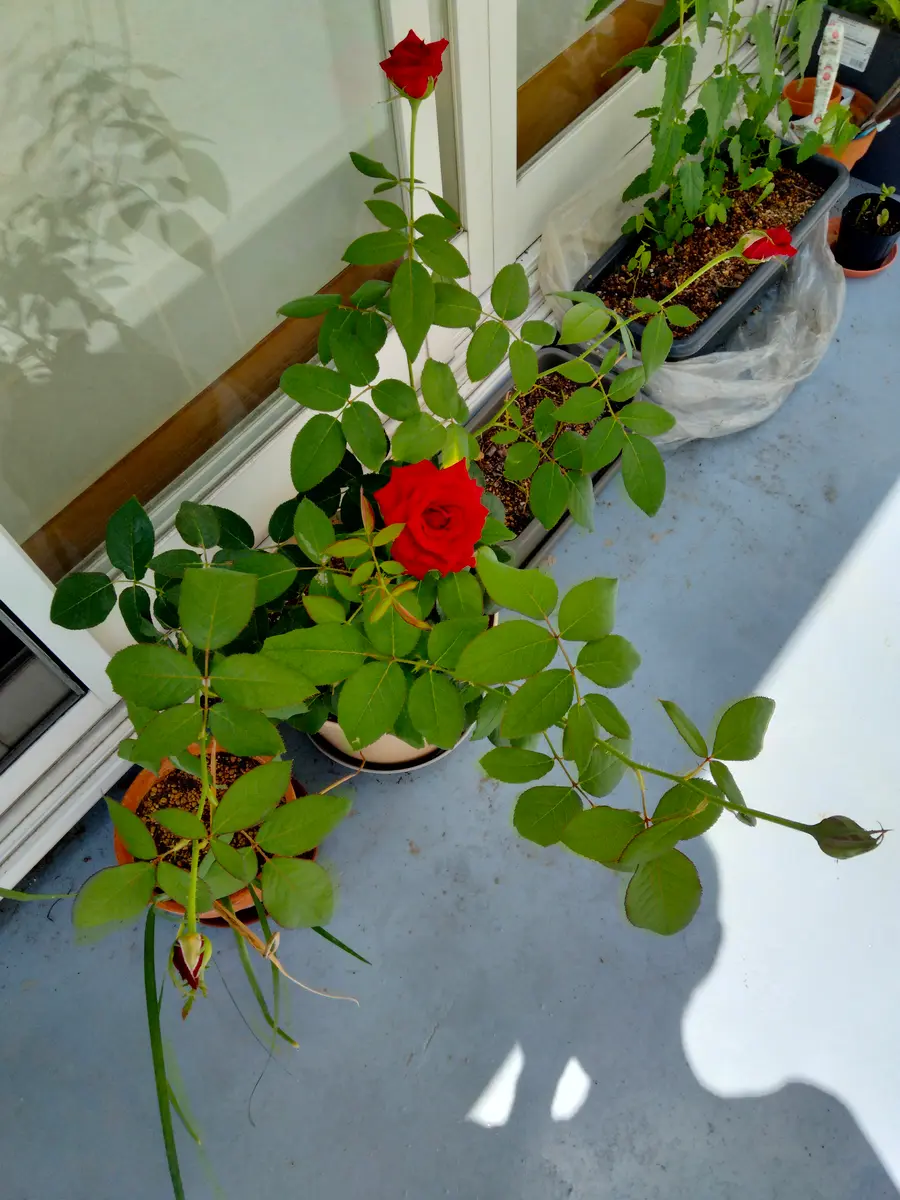 切花バラ開花苗 切り花のバラが勝手に発根→鉢植えで開花｜そだレポ（栽培レポート